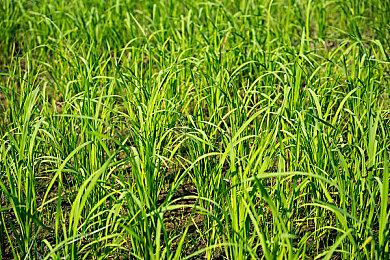 《Fate＆Samurai Remnant》预告片展示丰富战斗